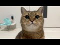 ギャオギャオと雄叫びをあげながら迫り来る丸い顔したネコ