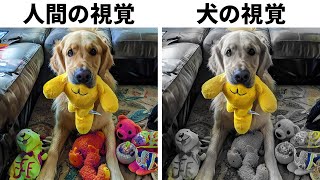 犬に識別できるおもちゃの色は、この色だけ