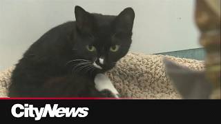 Winnipeg Humane Society freezes intake