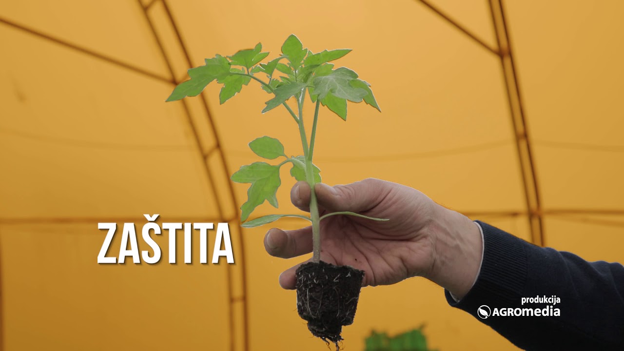 PROIZVODNJA RASADA Paprike i Paradajza – VAŽNI KORACI