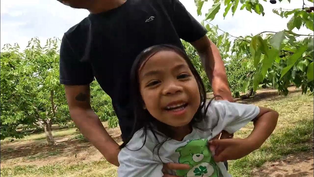 Cherry picking day YouTube