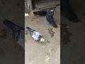 Rangrez Kabutar Short Video ✅ #pigeon house #animalshorts #ytshorts #birds #kabutar #youtubeshort