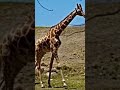 The living desert in Palm Springs 👀#palmsprings #zoo#adventure #animals #wildanimals #girraffe