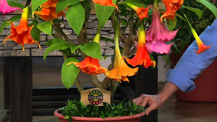 Roberta's 2-pc. Large Bloom Angel Trumpet Patio Tr...
