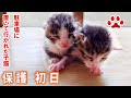 【保護子猫】駐車場に捨てられていた小さな赤ちゃん猫を保護した【瀬戸のキジトラ日記】