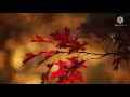 روعة الخريف مع الموسيقى The beauty of autumn with music