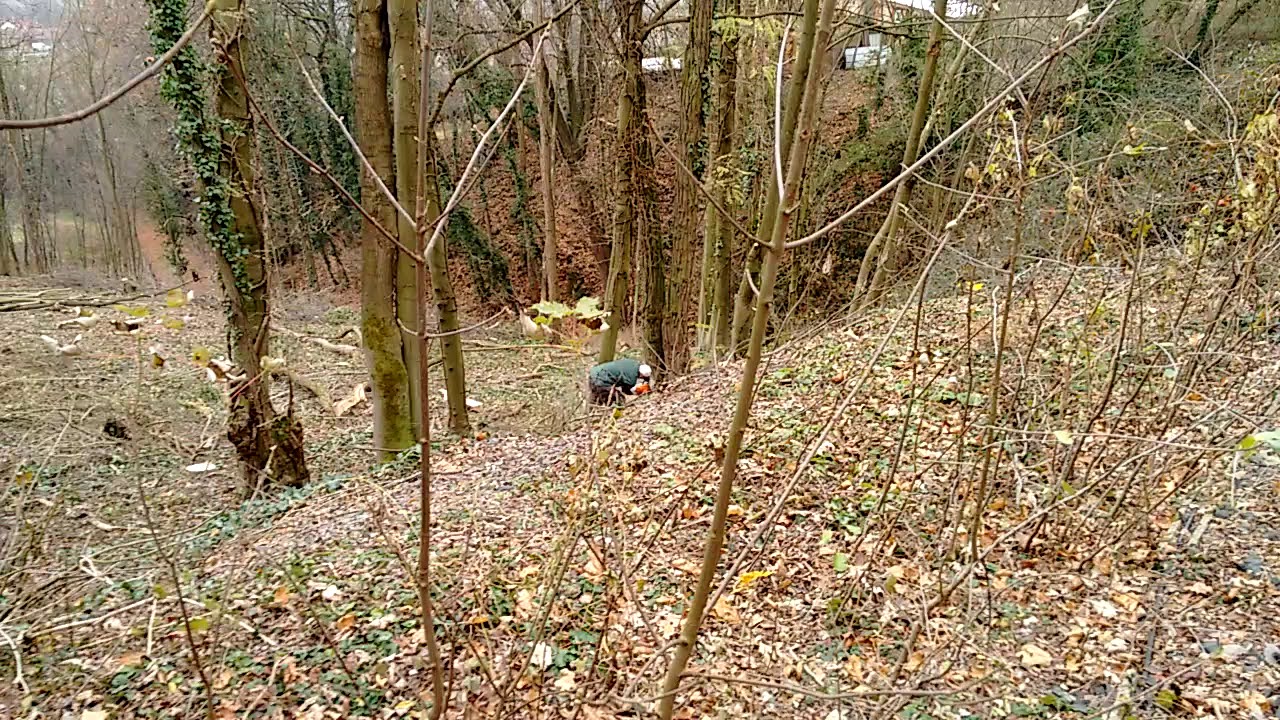 Abattage arbres espace boisé classé - YouTube