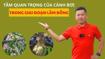 Tầm quan trọng của cành bơi khi làm bông | Nông Nghiệp Tây Nguyên