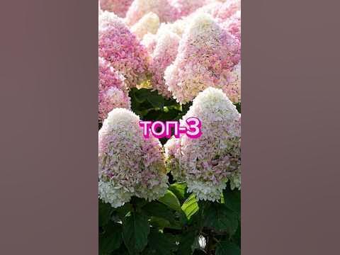 Сорта метельчатой гортензии. Топ-3 #изгородавдеревню #деревня # ...