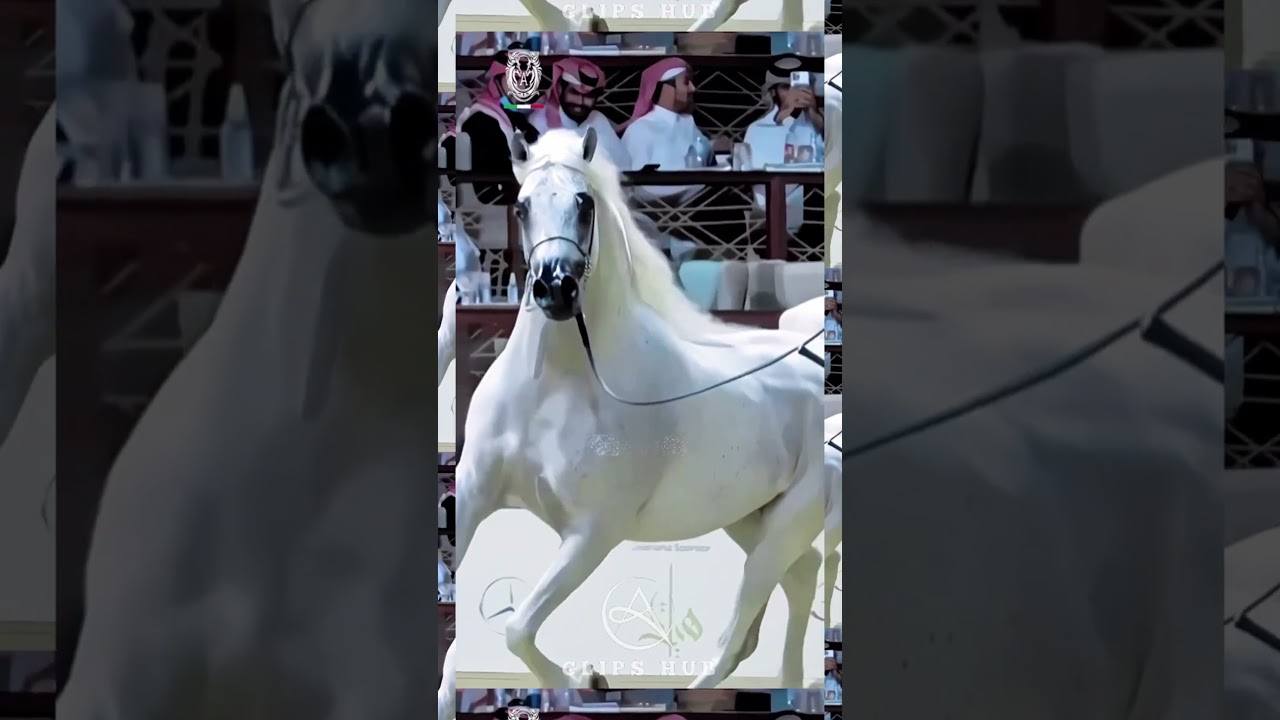 horses | wildhorse| caballo | chevals | cavallo | cavalo | paard | nature | animals |chevaux 