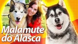 Malamute do Alasca – O gigante polar | Guia de Raças Baw Waw