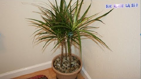 Loại Cây Hút Sóng Điện Từ, Wifi có 1 Không 2 ở Việt Nam - 100 người thì 99 người không biết