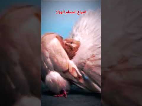 افضل انواع الحمام الهزاز