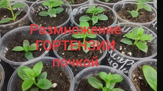 Самый быстрый способ размножения метельчатой гортензии 🌿Грунт для черенкования#гортензияметельчатая