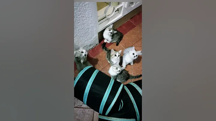 Watch the video about British shorthair x Persian kittens