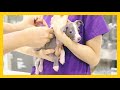 [ENG/KOR] First dog 101: Going to the Vet for the First Time! (Italian Greyhound Puppy Adoption)