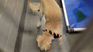 acs A677287