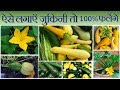 ऐसे लगाएँगे ज़ुकिनी तो 100 % खुब फलेंगे || Grow Zucchini Easily In Pot