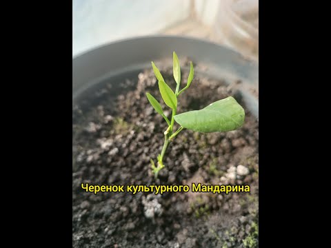 Как размножить лимон и мандарин Черенкование,ЧИТАЙ ОПИСАНИЕ