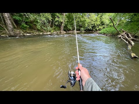 CREEK Fishing for TROUT (Rainbow & Brown)