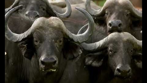 Teamwork Video Team Building - Inspirational - United We Stand Divided We Fall