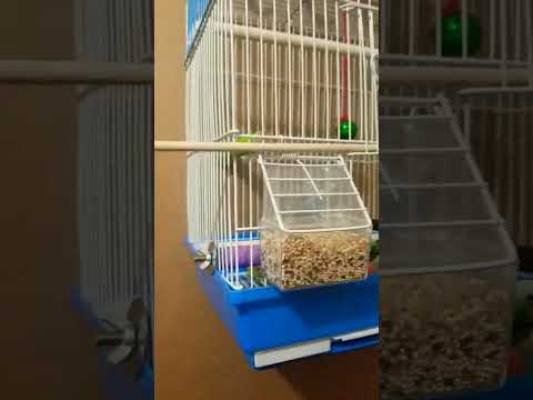 #Birdcage in my
