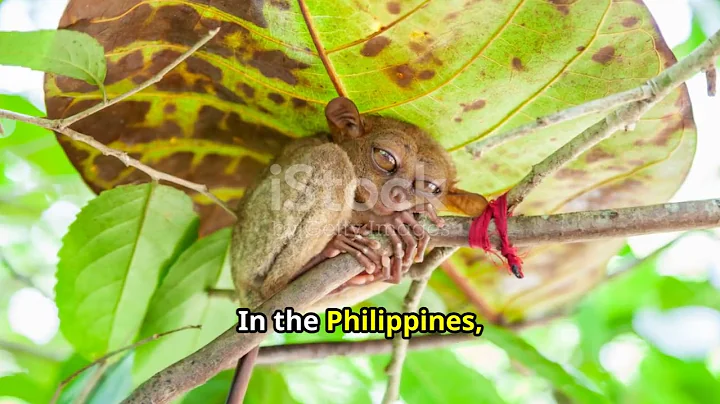 Tarsiers of the Philippines: Tiny Primates with Big Personalities #animal2024