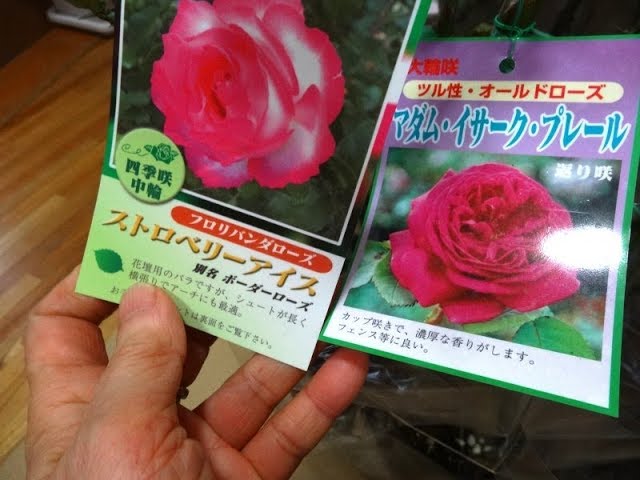 17鉢の薔薇の苗を買い 植え替えました 香りのよいバラ中心 Youtube 17鉢の薔薇の苗を買い 植え替えました 香りのよいバラ中心 Youtube