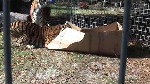 A quale felino assomiglia il gatto?
