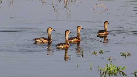 Lesser whistling duck | Dendrocygna javanica | Indian whistling duck | lesser whistling teal