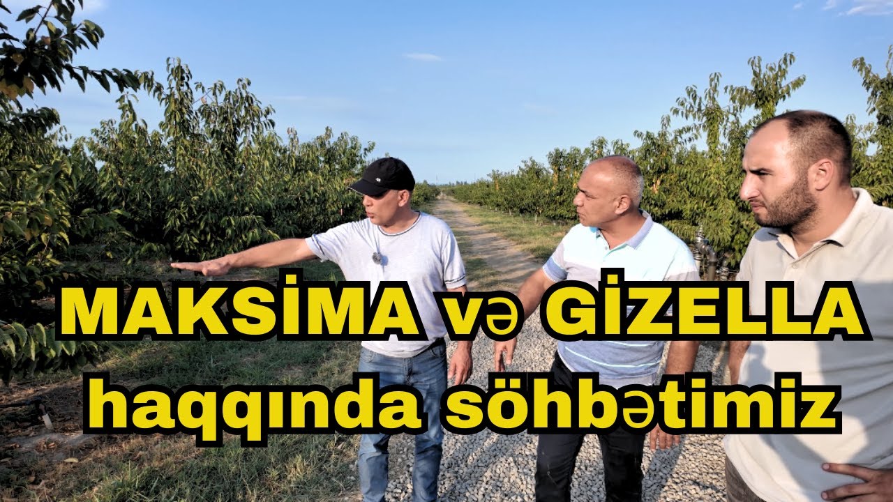 Maksima və Gizella üzərində qurulan gilas bağları.