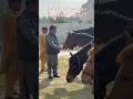 صدر لاہور  ملک سیف الملوک کھوکھر کا اپنے گھوڑوں سے پیار # khokhar palace