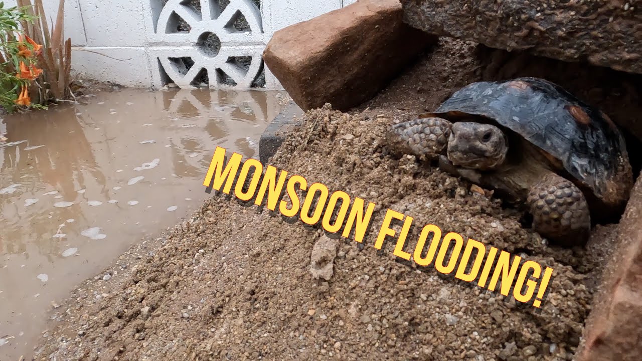 Flooding In Our Desert Tortoise's Habitat
