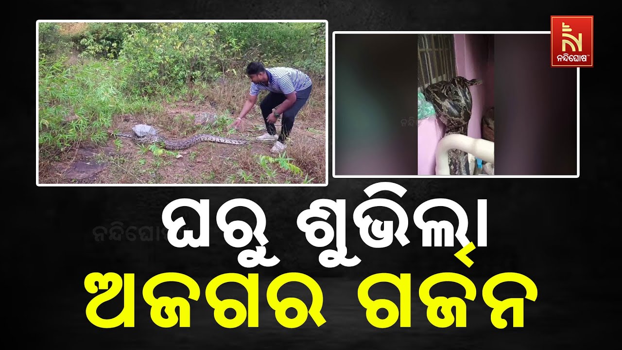 rescued python released back into wild in sorsogon |... ଘର ଭିତରୁ ଶୁଭିଲା ବିରାଟକାୟ ଅଜଗର ସାପର ଗର୍ଜନ | Python Safely Rescued ...