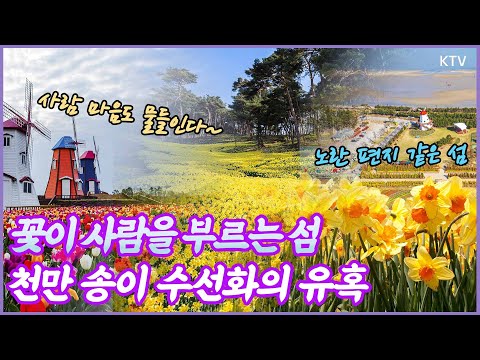 노란 물결의 <strong>유혹</strong> ​