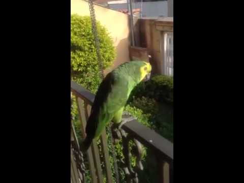 YouTube video