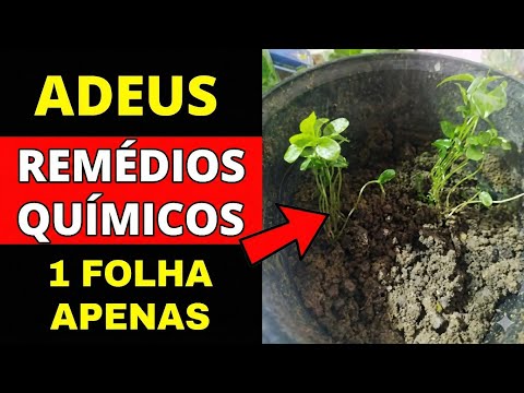URGENTE: A INDÚSTRIA NÃO QUER QUE VOCÊ CONHEÇA ESSA PLANTA!