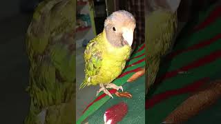 #parrot #mithukibatain #talkingparot #greenparrot ##mithuvlogs #mithukibatain #perrottvideo