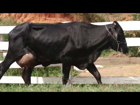 LOTE 16   12º LEILÃO VIRTUAL ALIANÇA GENÉTICA   0766BG