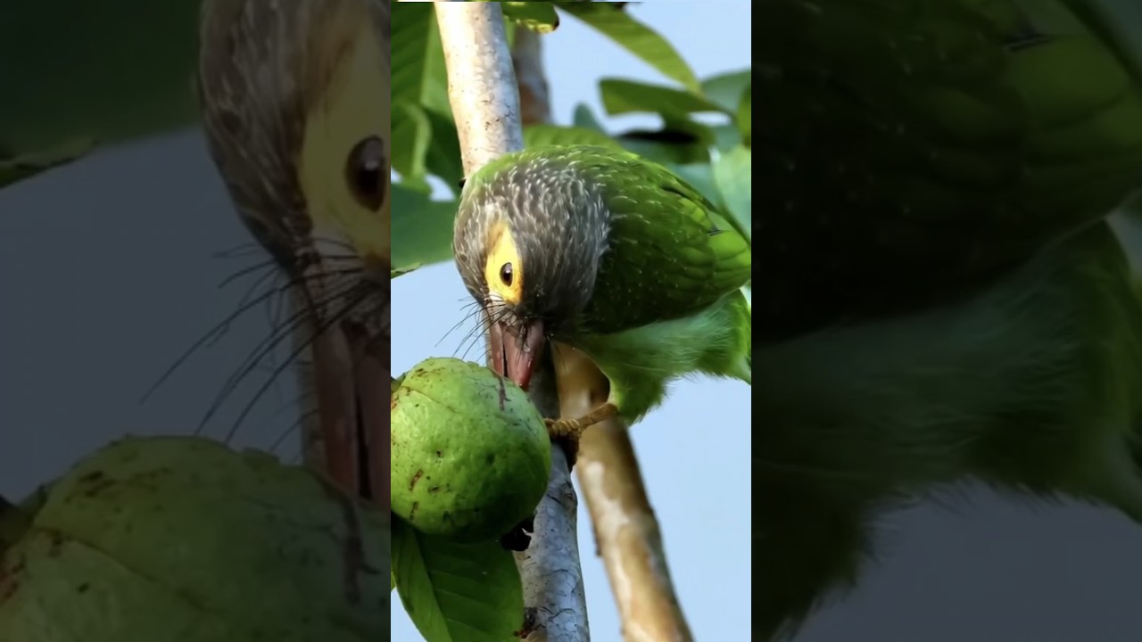 The smart brown headed barbet bird is eating guava 