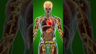 Inside the Body After Drinking Orange Juice|3D Medical Animation #humanbody #facts #digestiveprocess