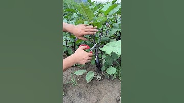 Eggplant management, cut off the side branches, and produce more