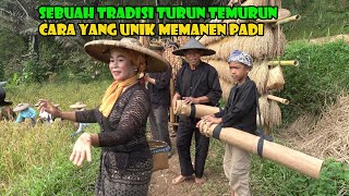 Suatu Pagi Di Kampung Yang Asri. Memiliki Cara Unik Memanen Padi. by Petualangan Alam Desaku 140,662 views 2 weeks ago 21 minutes
