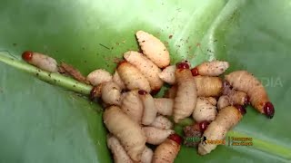 [FULL] GEMAH RIPAH TANAH JAWA | JEJAK PETUALANG (27/10/20)