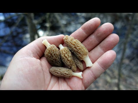 Видео: ПЕРВЫЕ ВЕСЕННИЕ ГРИБЫ: СТРОЧКИ, СМОРЧКИ И СМОРЧКОВЫЕ ШАПОЧКИ! Сбор грибов в Подмосковье.