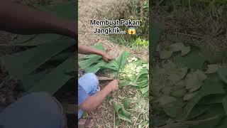Murah 😱 Cara Membuat Pakan Jangkrik #budidayajangkrik