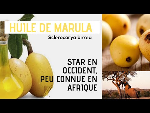 Vidéo: Avantages, Utilisations Et Précautions De L'huile De Marula