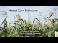 Manual Corn Pollination