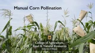 Manual Corn Pollination