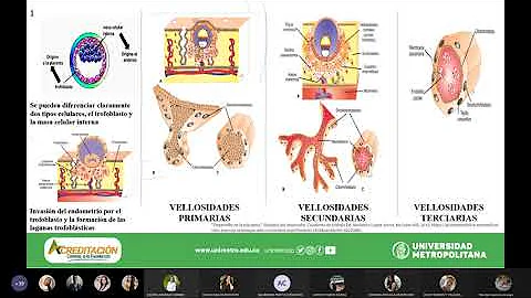 ¿Qué fase del desarrollo fetal se consideraría un periodo crítico en el que el bebé es más vulnerable a los teratógenos en lo que respecta a las complicaciones estructurales?